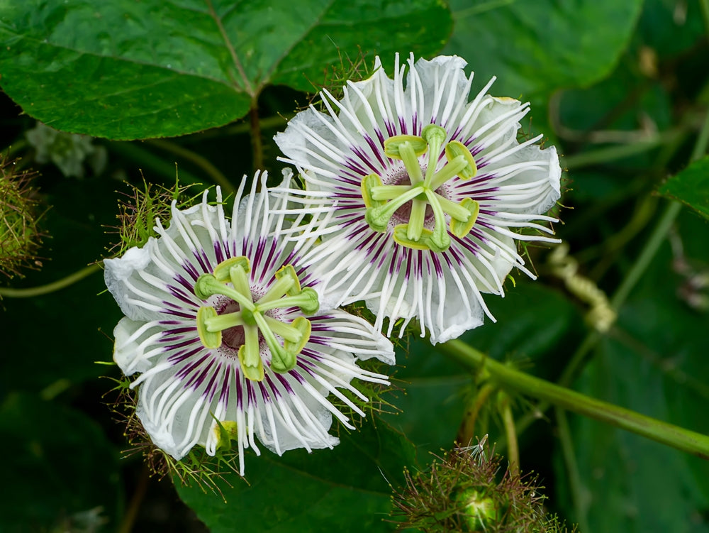Passionflower Aerial Extract and Its Calming and Anxiolytic Effects